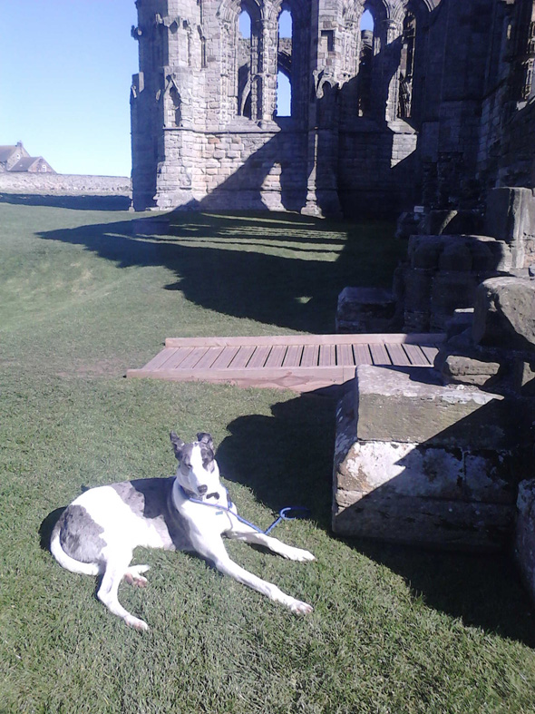 dog have a rest at the abbey